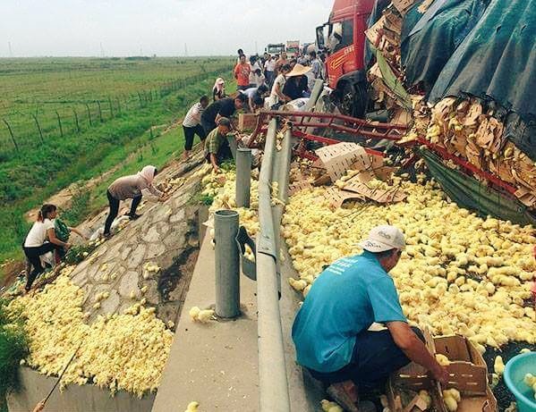 Цыплятопокалипсис: собирайте мешками, пока не разбежались