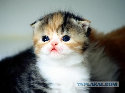 Скотинки - Животинки