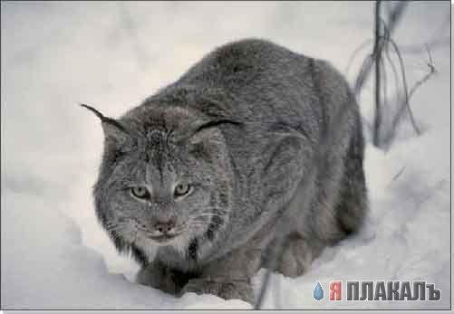 ДИКИЕ КОШКИ