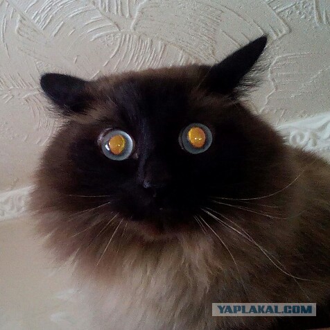 Котовторник  01.03.2016