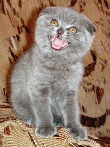 Коты, кошки, котята