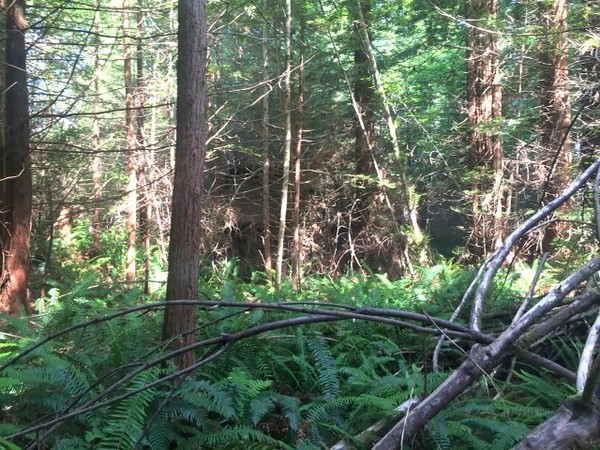 Хижина в лесу