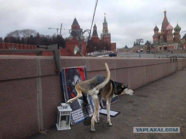 Подборка веселых картинок на выходные