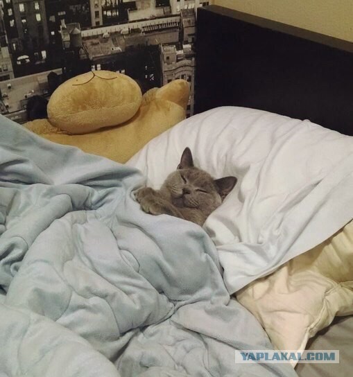 Котовторник 27.09.16