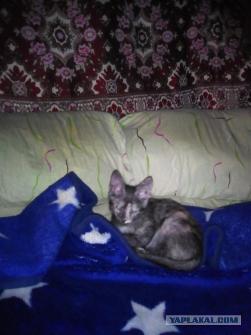 Котовторник 15.11.2016