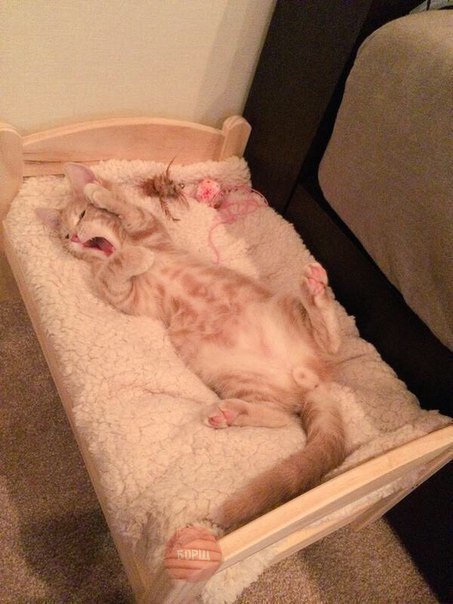 Коты из сети