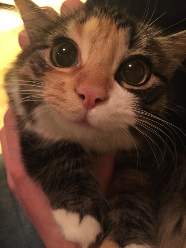 Коты и Кошки