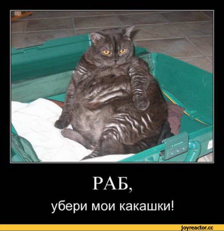 Как пристыдить кошку, если она оборзела