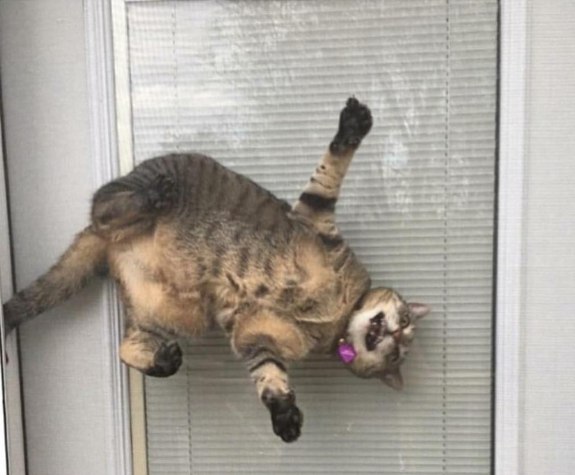 Коты и Кошки