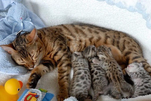Коты и Кошки