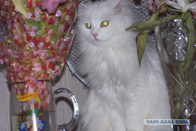 Коты. Отнюдь не ми-ми-ми.