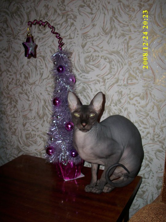 Фотографии кошек на новогодних елках начинают заполнять интернет