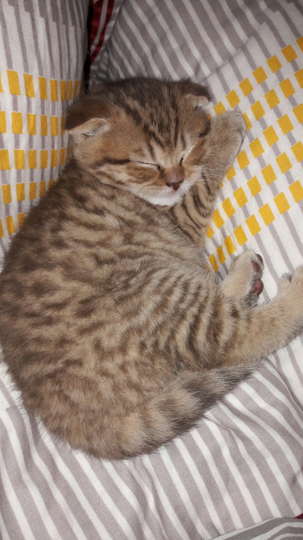 Котовторник 9.01.2018