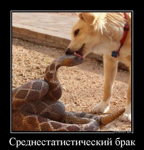 Немного веселых картинок к среде