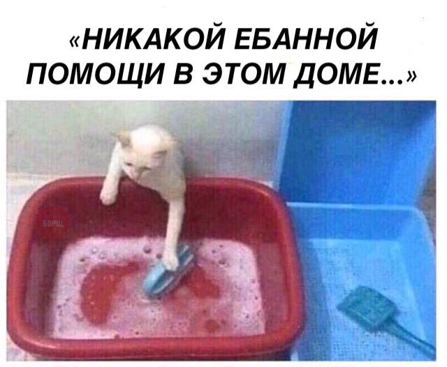Фотобомбы котов
