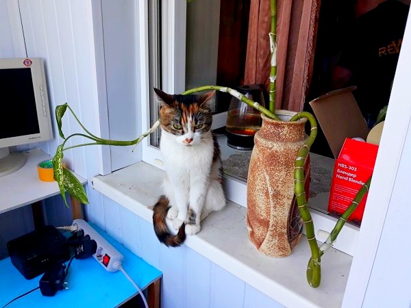 Котовторник 19.06.2018