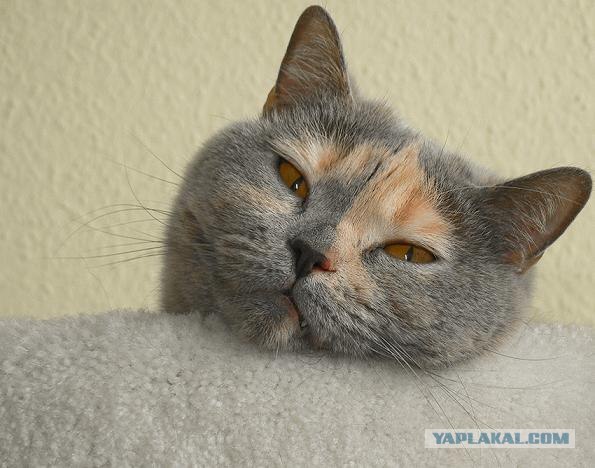 Котовторник на ЯПлакалъ (03.06), котята (31 шт)