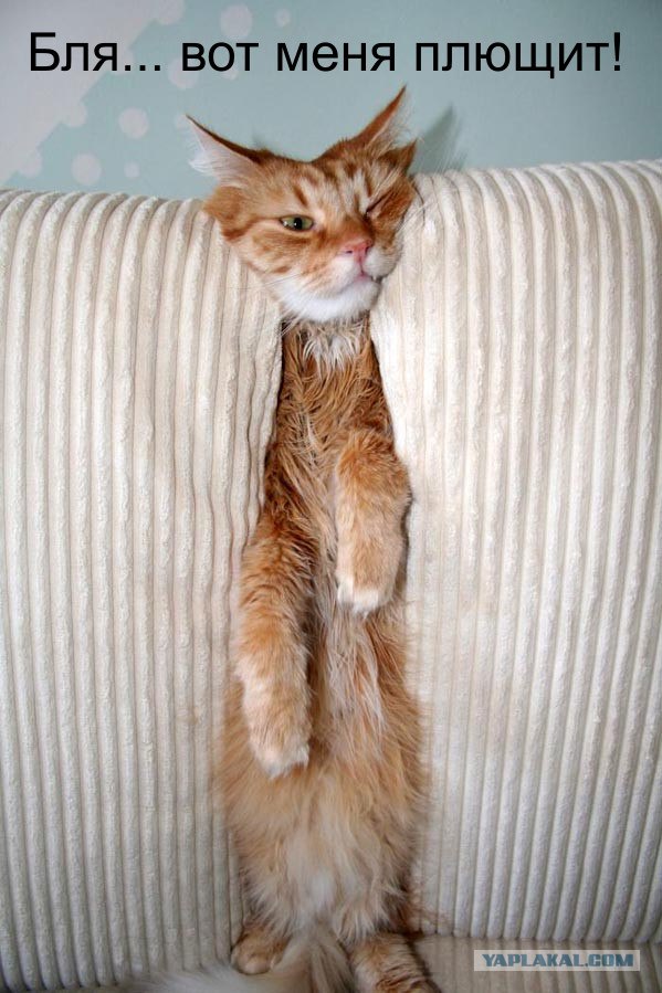 Котейкин вторник! Космический 12.04!