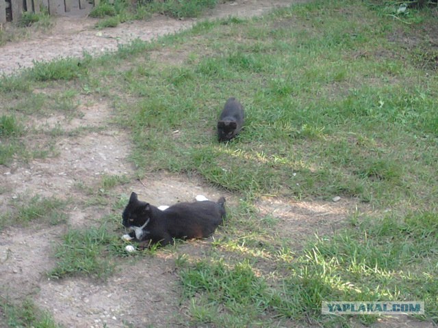 Котовторник с Максом