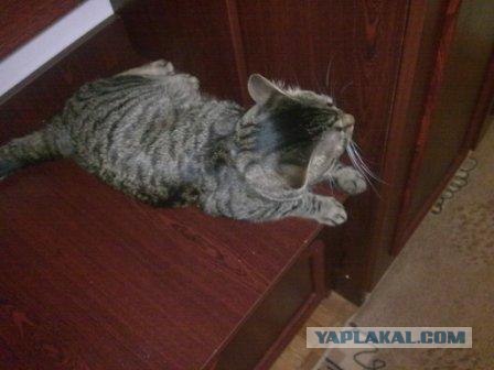 Состоятельный котовторник