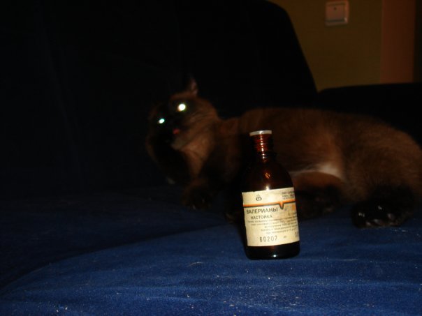 Котовторник 22.11.11