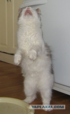 Котовторник 10.04.2012