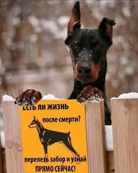 Живность из сети