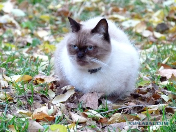 Котовторник ( 23.10. 2012. )