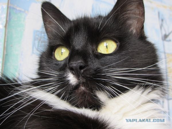 Котовторник 19.02.2013