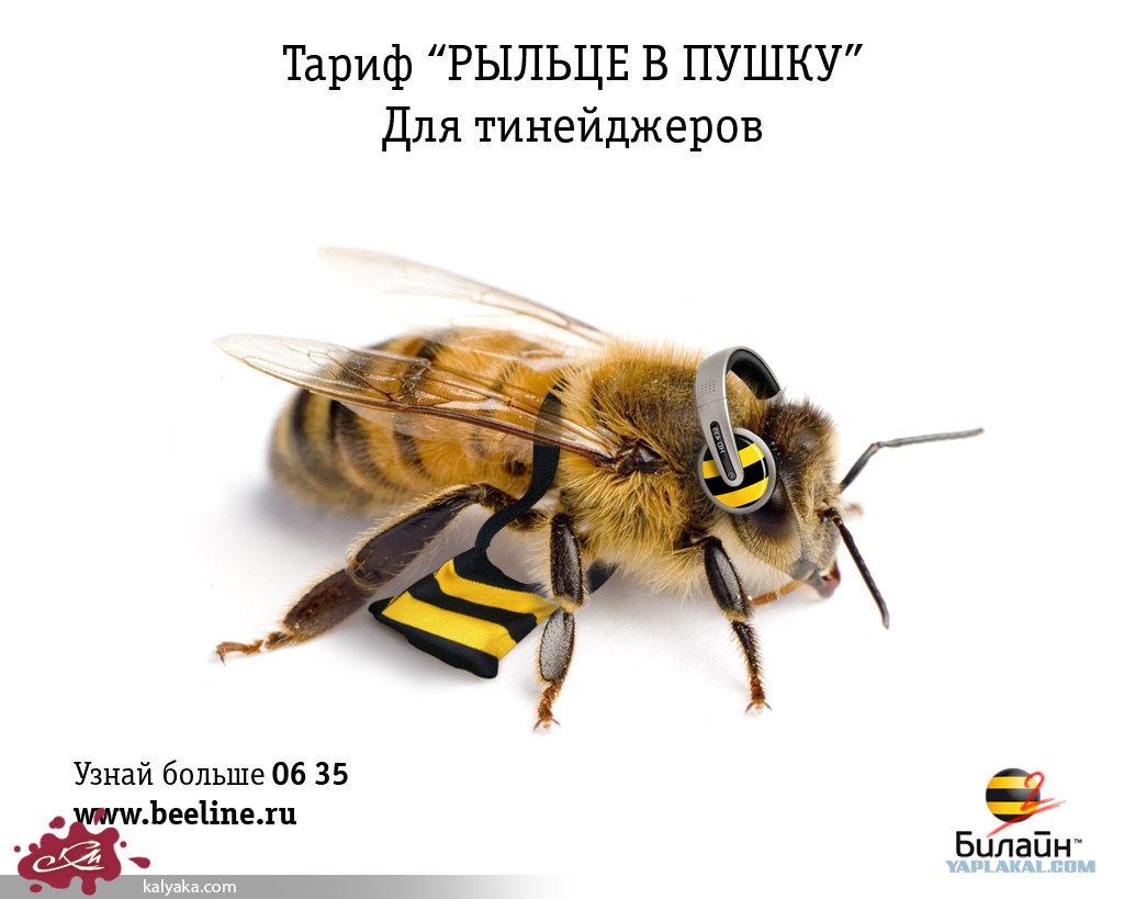 шмель и пчелка. шмель мем. шмель на вербе. тариф длинный шмель денег мало. длинный шмель в кибитку.