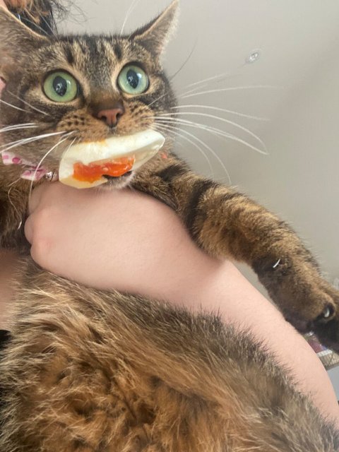 Смешные коты 18.08.20