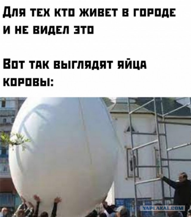 Человек собаке друг и другие картинки и мемы  под настроение