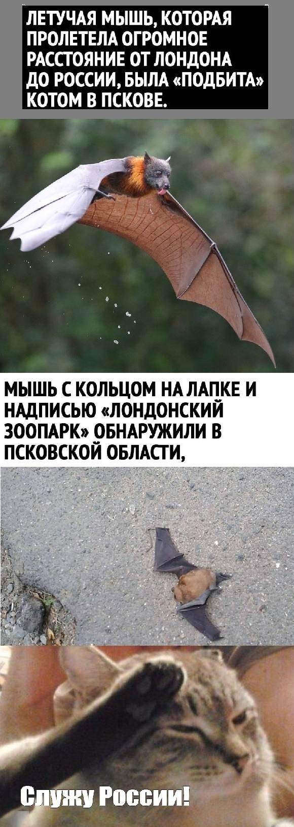 Картинки с надписями и всякие жизненные фразы