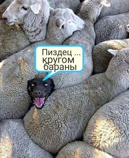 И я туда же!