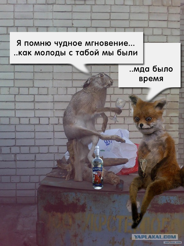 Заяц