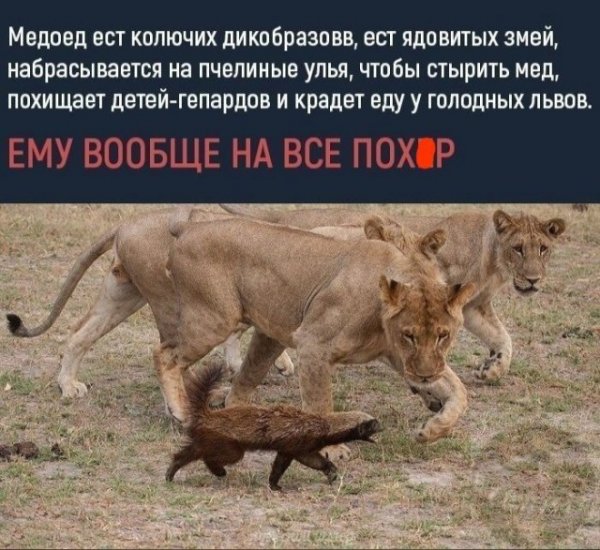 Картинки и мемы для настроения - 187