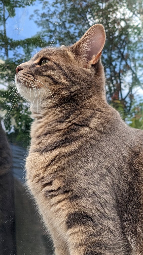 Котовторник, от мала до велика