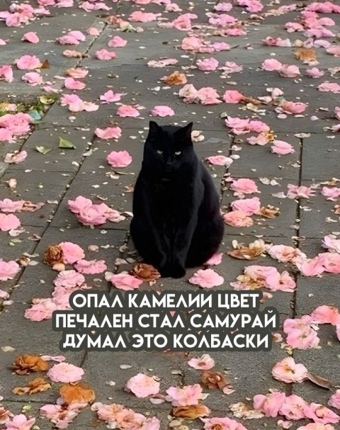 Веселые картинки в понедельник (10.11)