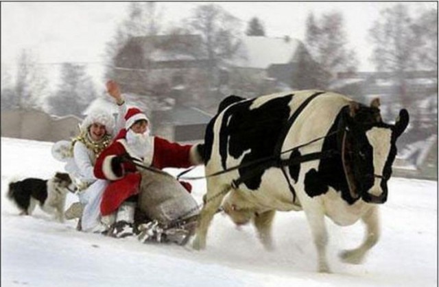 В Новосибирске задержали журналиста, который освещал массовое уничтожение рогатого скота