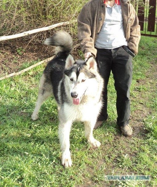 О, my dog