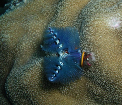 Новогодний червь