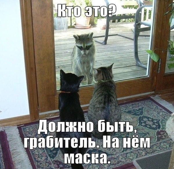 Коты, как многогранные личности
