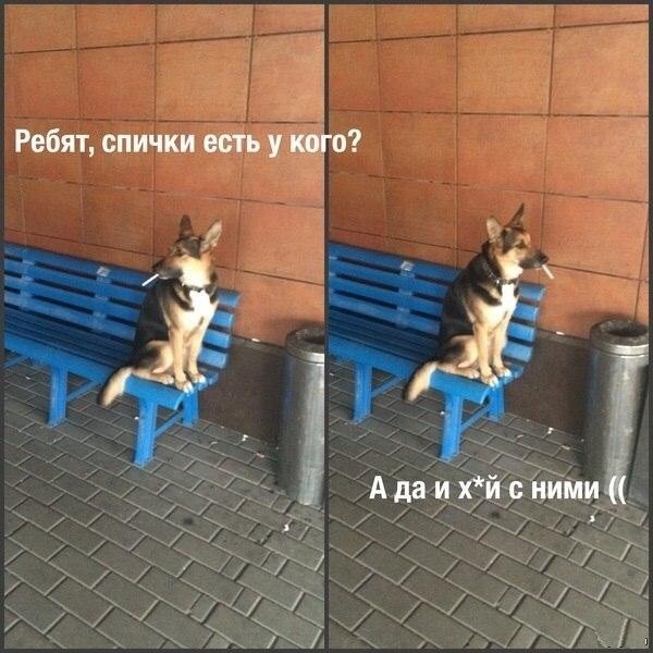 Собакочетверг же, ау!