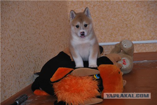 Собакочетверг же, ау!