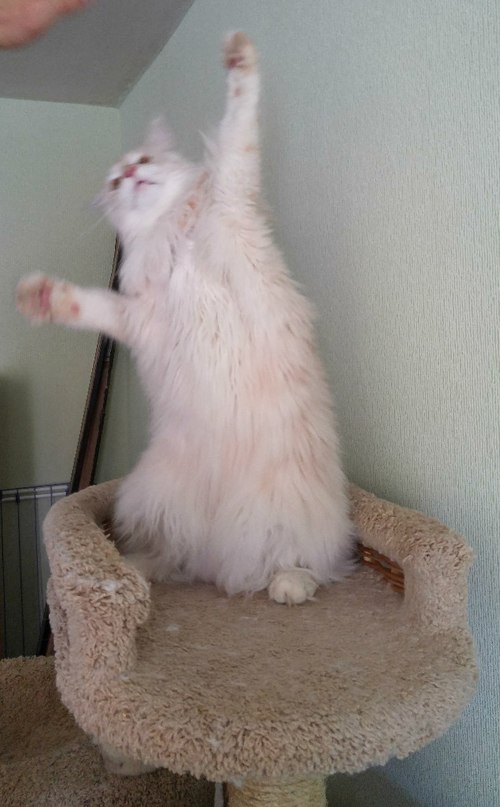 Новогодний котовторник,05.01.16.