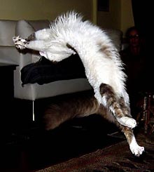 Коты, кошки, котята