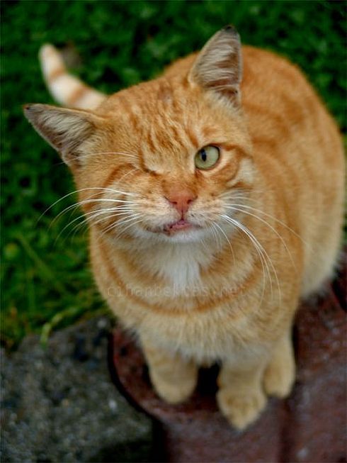 Коты, кошки, котята