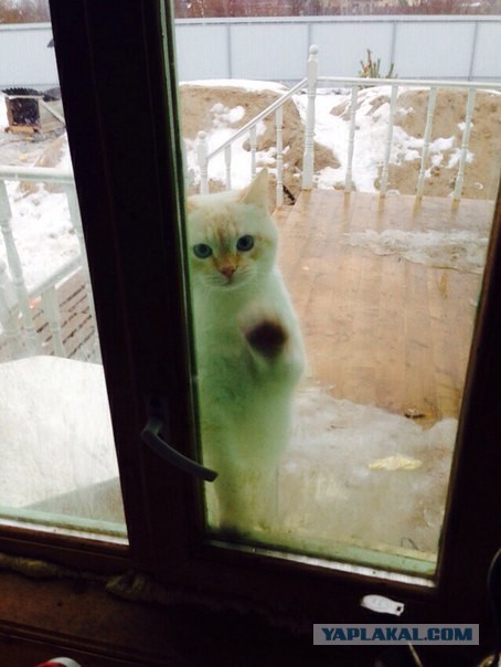 Вся суть котов...