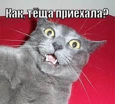 Тёща приехала