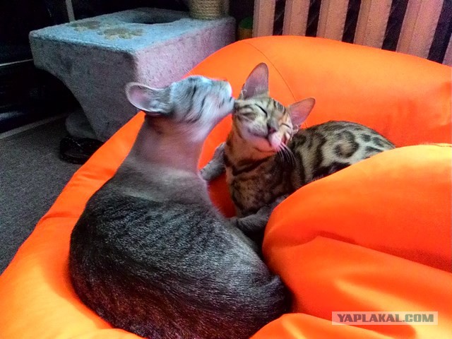Котовторник 19.04.2016
